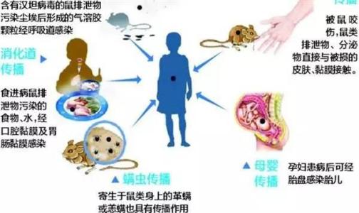 在家里如何安全的灭鼠